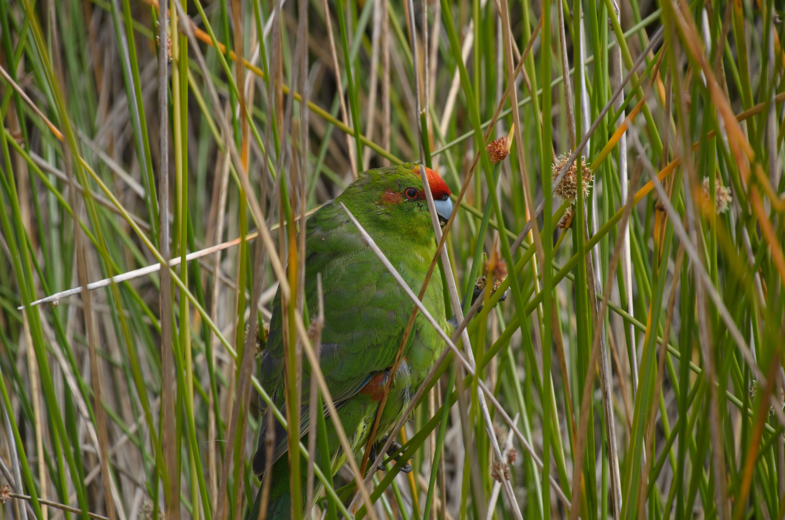 DSC_2456 – Adventure, Crispin, Cyanoramphus novaezlandiae, Island, March 2017, National Park, New, New Zealand, Rakiura, South, Stewart, Ulva, Zealand, green, kakariki, parakeet, parrot